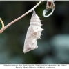 nymphalis antiopa pupa1